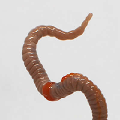 Artiste : Fabienne SCHNEIDER, sculpteur verrier et créatrice contemporaine - Bischheim