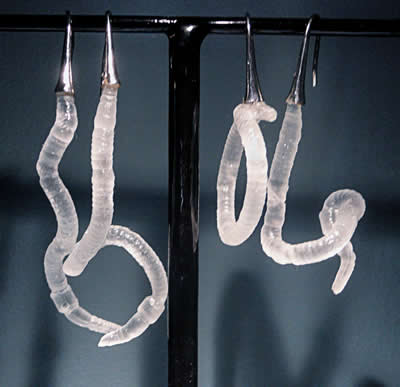 Lombrics - Marie FLAMBARD Lombrics - Marie FLAMBARD