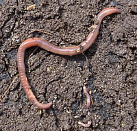 Maltraitance des vers de terre !