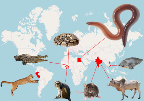 Animaux sacrés, le lombric