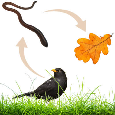 Les vers de terre sont utiles !