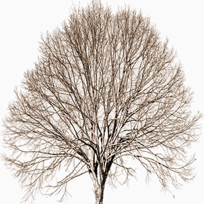 Quelle est la classification du lombric ?