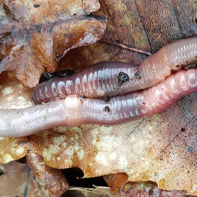 J'ai vu un lombric gonflé au milieu du corps !