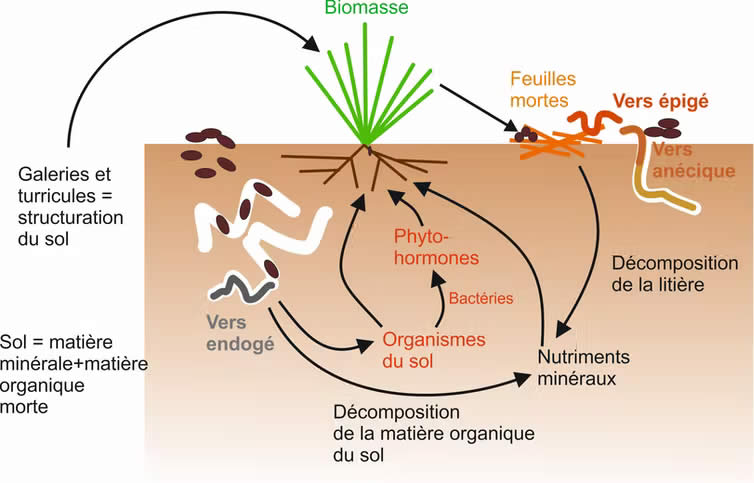 Quel est le rôle du ver de terre ?
