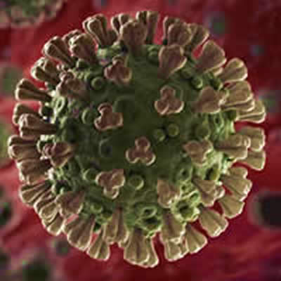 Un ver breton contre le Coronavirus