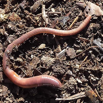 La taxonomie du ver de terre