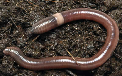 Le ver de terre dans la pharmacopée chinoise