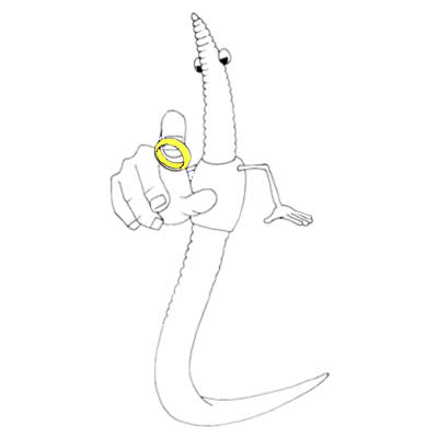 Le ver de terre a-t-il de l’humour ?