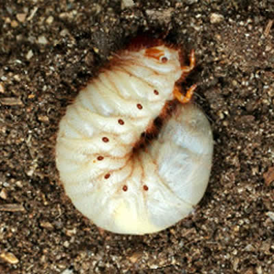 Le ver de terre est-il un insecte ?