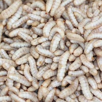 Le ver de terre est-il un insecte ?