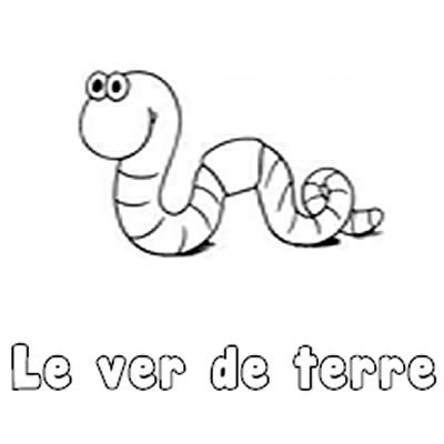 Découverte du ver de terre en classe de CP