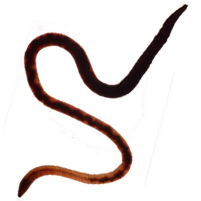 Observation du lombric par une classe de primaire