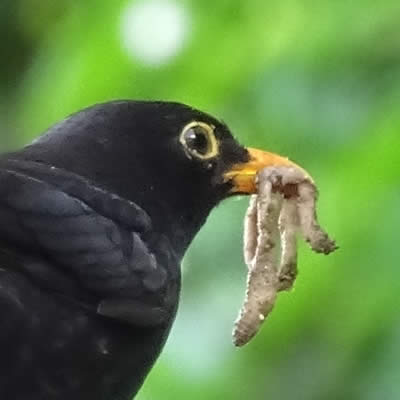 Comment nourrir les oiseaux avec des vers de terre ?