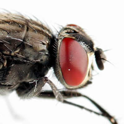 Le ver de terre est un insecte !