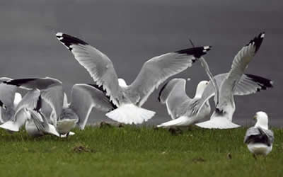 Les mouettes se gavent de vers de terre Les mouettes se gavent de vers de terre