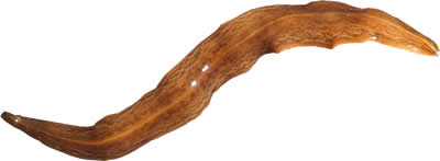 Obama nungara, un prédateur envahissant