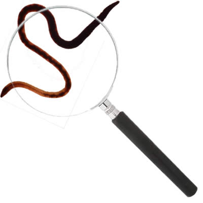 Observation du lombric par une classe de collège