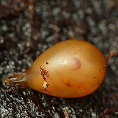 Le ver de terre est ovipare ou vivipare ?