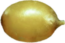 Oeuf de ver de terre