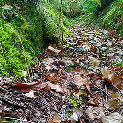 En automne, c'est la fête du ver de terre