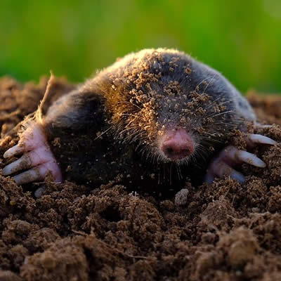 Juste une mise au point