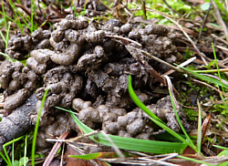 Quel est le milieu de vie du ver ?