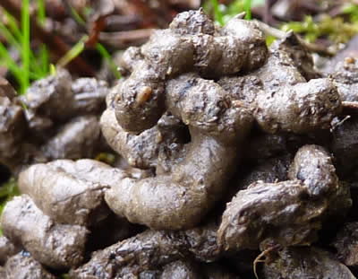 nos déjections se nomment turricules