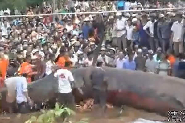 Quel est ce ver géant du Cambodge ?