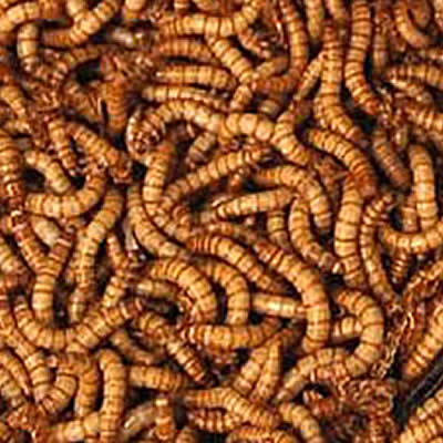 Manger des insectes est tendance !