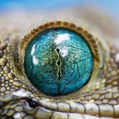 Où sont les yeux du ver de terre ?