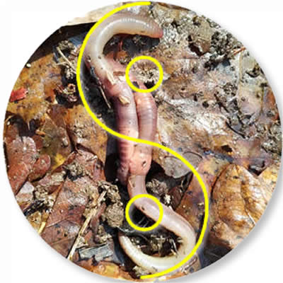 Yin et yang du ver de terre
