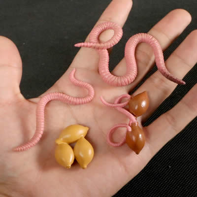 Jouet ver de terre : Cycle de vie