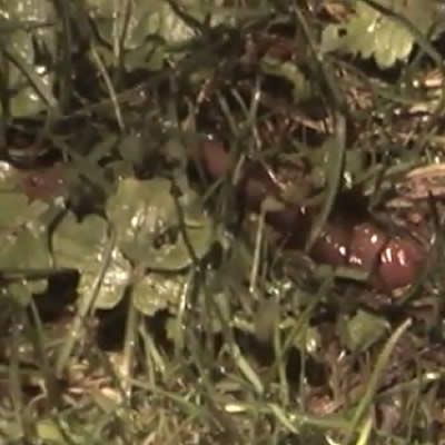 Déterrer les vers de terre pour la science