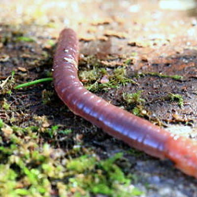 Au jardin, laboureurs par milliers 