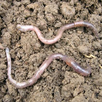 Le lombric, ver de terre commun