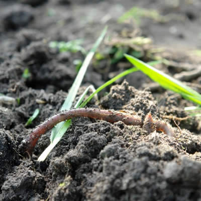 Les vers de terre, amis du jardinier