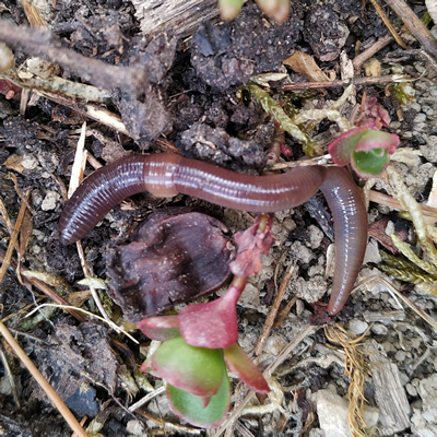 Anatomie externe d'un ver de terre