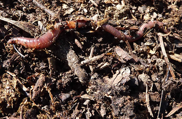 Un ver de terre sur le sol