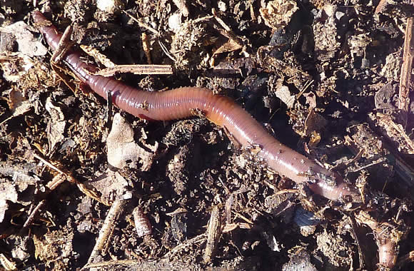 Un ver de terre s'étire pour avancer sur le sol