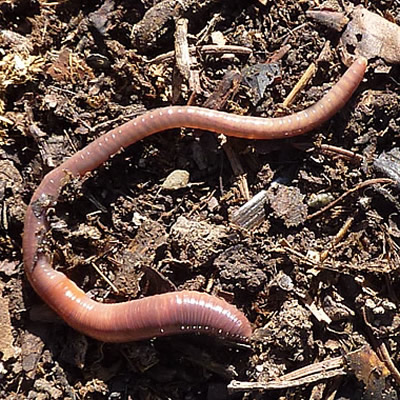 Photo d'un ver de terre sur le sol