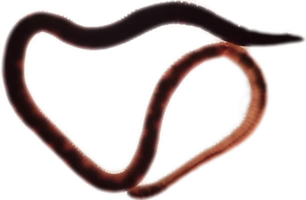 Un ver de terre digère de la nourriture.