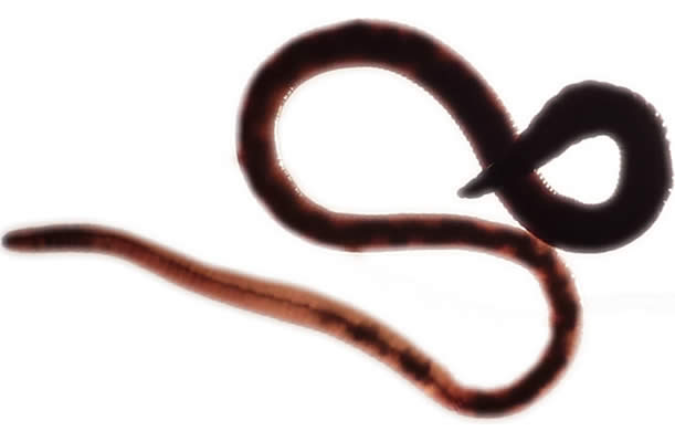 Vue par transperence d'un ver de terre.