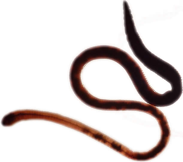 Un ver de terre évacue les matière digérée.