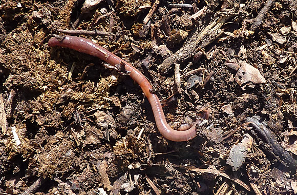 Le ver de terre rampe sur le sol