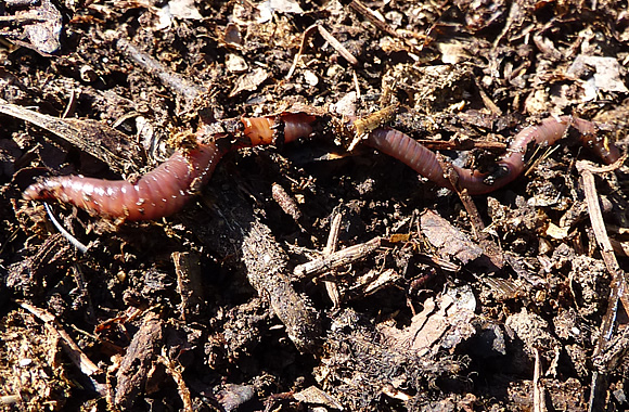 Un ver de terre se déplace sur le sol