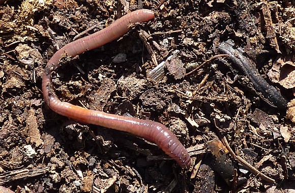 Un ver de terre rentre dans le sol