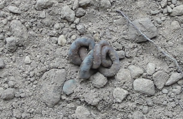 Le ver sort de sa léthargie