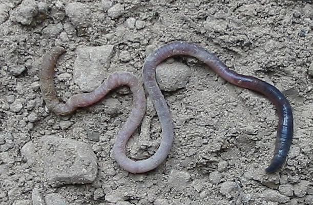 Sorti de sa léthargie, le ver de terre cherche un nouvel abri